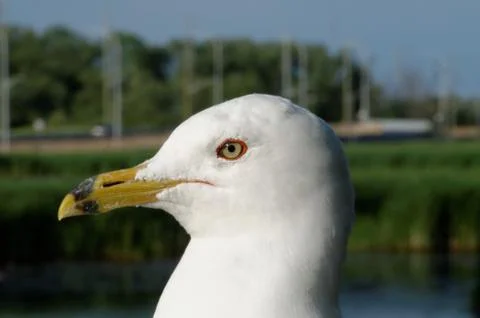 Close-up of a Seagull 스톡 사진