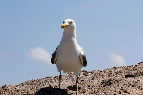 Close up seagull Stock Photos