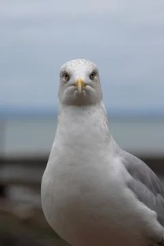 Close up of a seagull Stock Photos