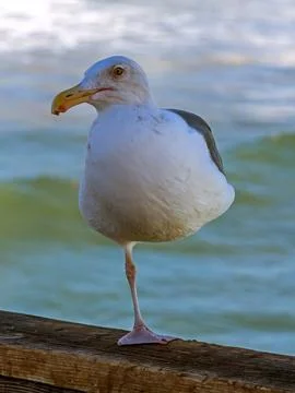 Close up of a seagull. Stock Photos