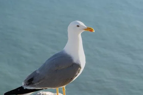 A close-up of a seagull Stock Photos