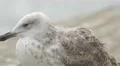 Close up with a seagull in the port of Barcelona 4k or 4k+ Resolution