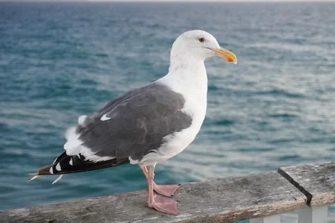 Close-Up of Seagull on Railing by the Ocean Stock Photos