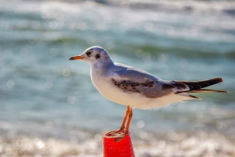Close up seagull resting on the beach Stock Photos