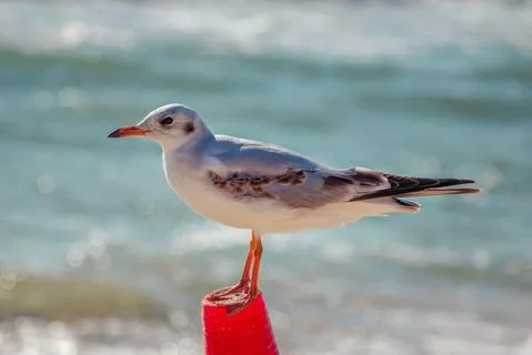 Close up seagull resting on the beach Stock Photos