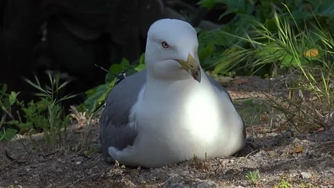 Close-Up of Seagull Resting in the Shade – Handheld Shot Stock Footage 310272024
