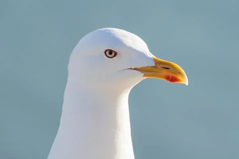 A close-up of a seagull reveals its sharp gaze. Stock Photos