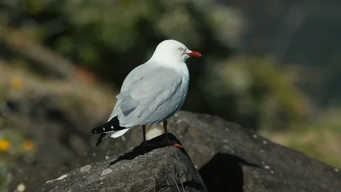 Close up of a seagull on rock with wind ruffling its feathers in slow motion Stock Footage 90142549