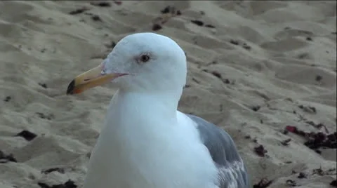 Up-Close Seagull on Sandy Beach Stock Footage 25270836