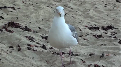 Up-Close Seagull on Sandy Beach Stock-Footage 25270838