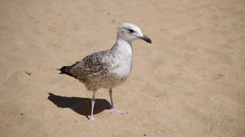 Close up of Seagull on sandy beach Stock Footage 168562951