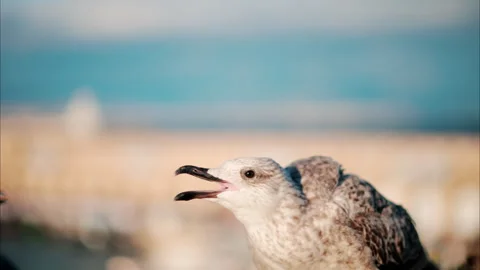 Close up of a seagull screaming at the beach with a blurred view of the harbour 스톡 동영상 289878183