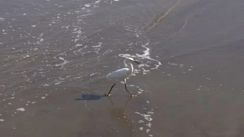 Close-up of a seagull on the shore of a beach walking on the sand and receiving Video stock 155820683