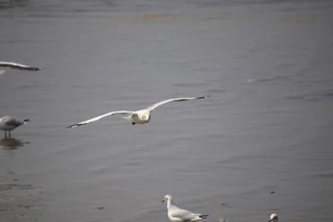 Close up seagull spread its wings beautifully and flying over water,Seagull l Stock Photos