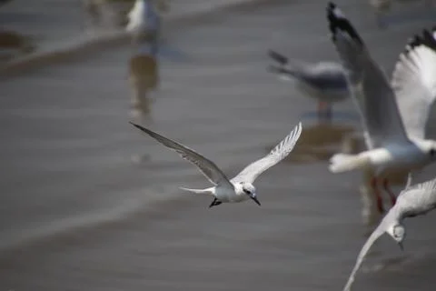 Close up seagull spread its wings beautifully and flying over water,Seagull l 写真素材