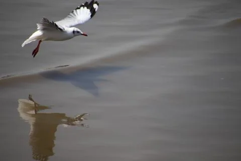 Close up seagull spread its wings beautifully and flying over water at bangpo Stock Photos