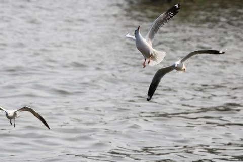 Close up seagull spread its wings beautifully,Seagull flying at bangpoo thail Foto stock