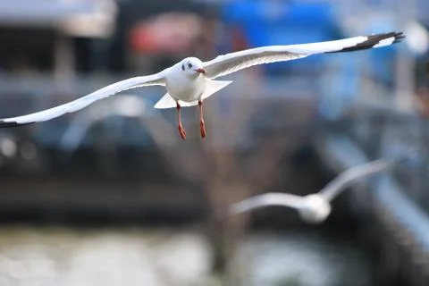Close up seagull spread its wings beautifully,Seagull flying at bangpoo thail Stock Photos