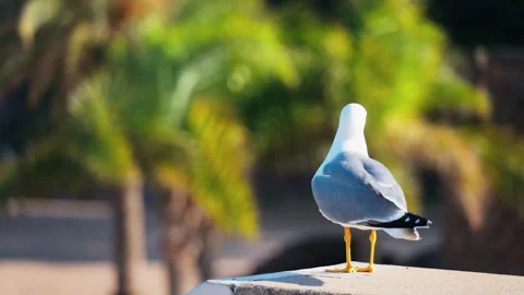 Close up of a seagull standing on a ledge with a blurred view of palm trees on a Stock Footage 311487991