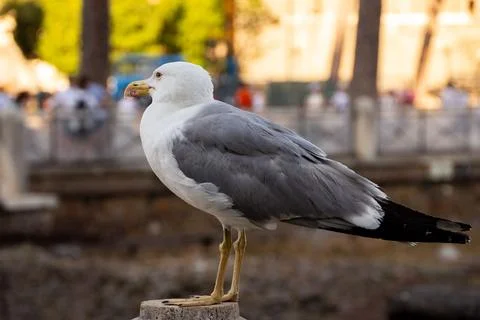 A close-up of a seagull standing. Stock Photos