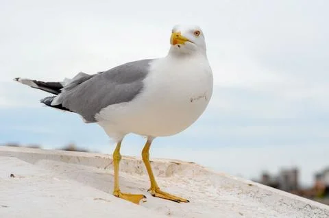 Close-up of a Seagull Standing Stock Photos
