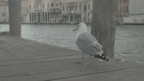 Close-up of Seagull Standing in Pier in Venice, Italy Stock Footage 148713530