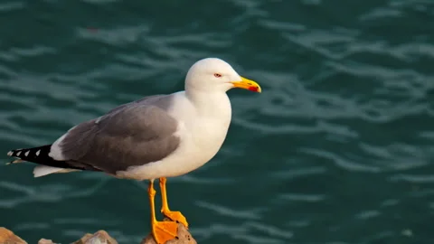 Close up of a seagull standing on rocks on the shore Stock Footage 304284328