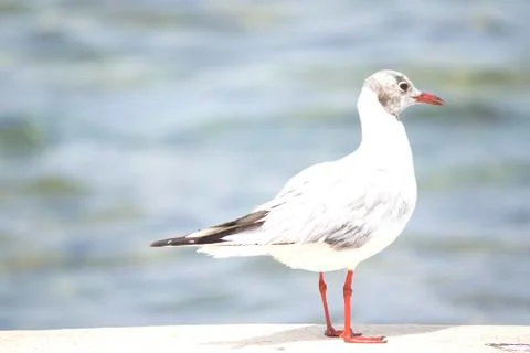 Close up of seagull standing by the sea Stock Photos