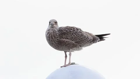 Close up seagull standing on top of round lamp Stock Footage 214816123