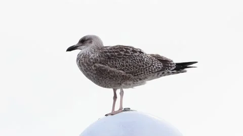 Close up seagull standing on top of round lamp Stock Footage 221325638