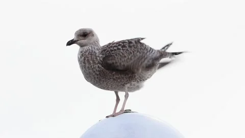 Close up seagull standing on top of round lamp Stock Footage 226904830