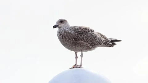 Close up seagull standing on top of round lamp Stock Footage 241913792