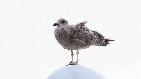 Close up seagull standing on top of round lamp Stock Footage 261977669