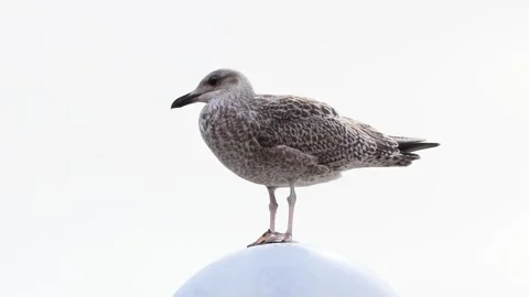 Close up seagull standing on top of round lamp Stock Footage 261977677