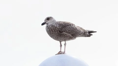 Close up seagull standing on top of round lamp Stock Footage 262019588