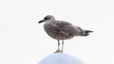 Close up seagull standing on top of round lamp Stock Footage 290513344