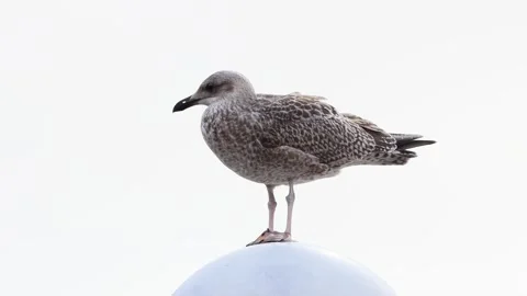 Close up seagull standing on top of round lamp Stock Footage 290513408