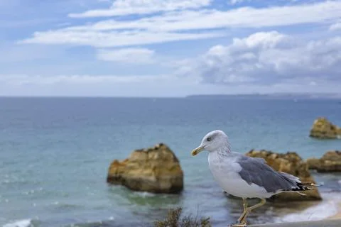 Close up to a Seagull standing on wall on Tree Castles Beach. Algarve, Portugal Stock Photos