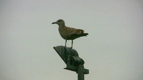 Close-up: Seagull on top of lamp post Stock Footage 108282