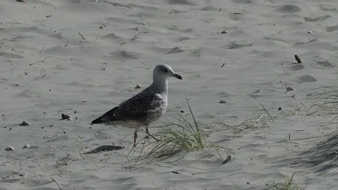 Close Up Of A Seagull Walking Around On A Sandy Beach, UK Stock Footage 136825696