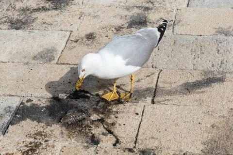Close-up of a seagull while eating a cuttlefish Stock Photos