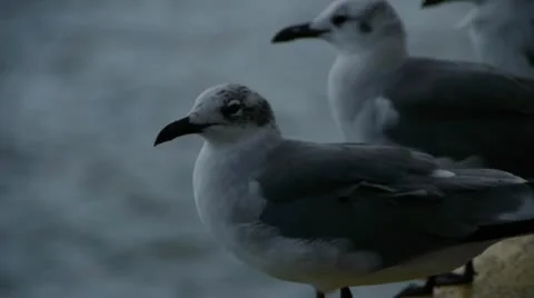 Close up of Seagulls on boat railing Stock Footage 10754766