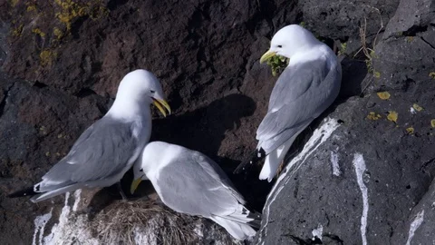 Close-up Seagulls couple nesting on a rocks Stock Footage 119655428