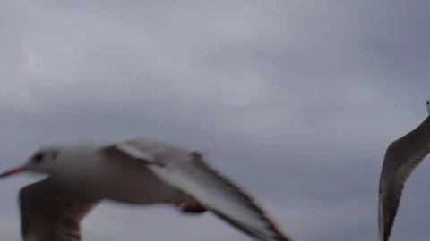 CLose up of Seagulls flying against the cloudy sky. Strong winds. Slow motion Stock Footage 250328177