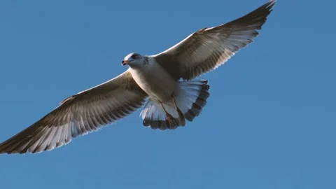 Close up of Seagulls flying Video stock 243640456