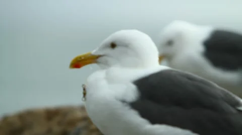 Close Up of Seagulls Stock Footage 47461336