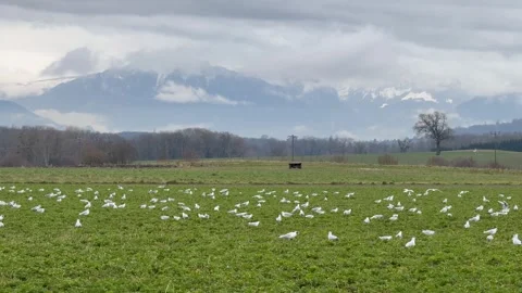 Close-up of seagulls foraging on a green field with misty mountains in the .. Stock Footage 304460985