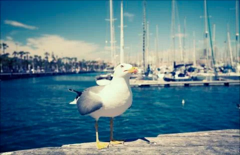 Close up on seagulls Stock Photos