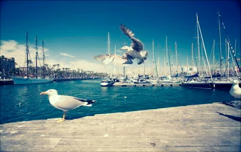 Close up on seagulls Stock Photos
