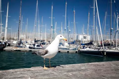 Close up on seagulls Stock Photos